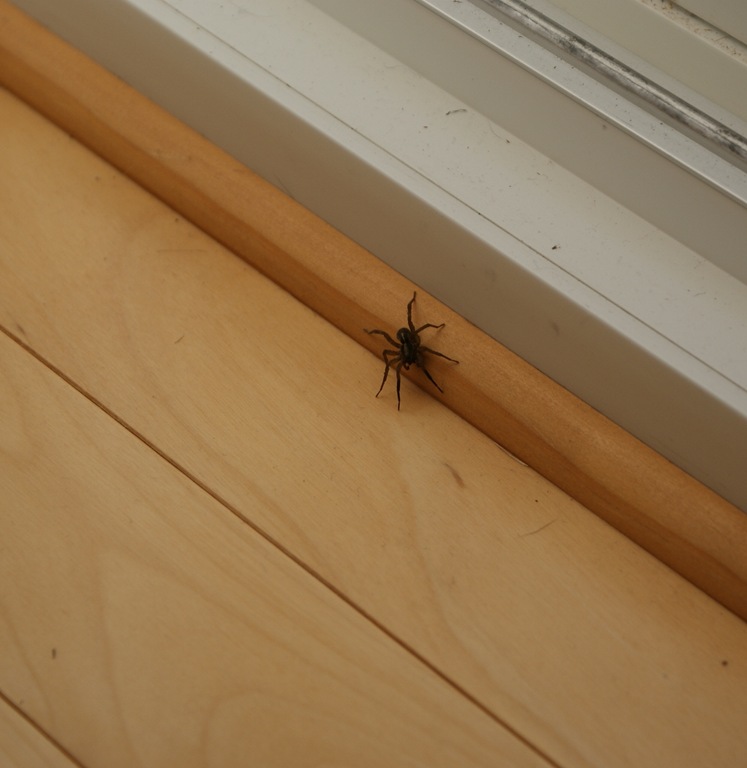 [Spider[4].jpg]