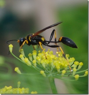 wasp on fennel