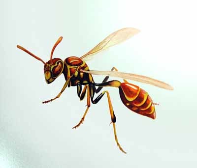 [wasp almost sm[5].jpg]