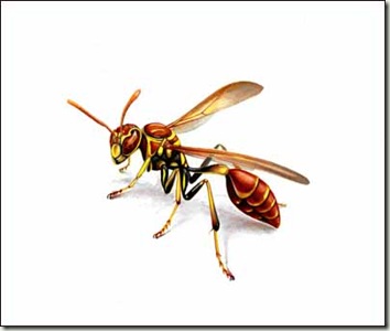 paper wasp sm 