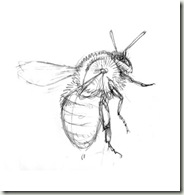 carder bee sketch3