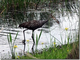 limpkin4