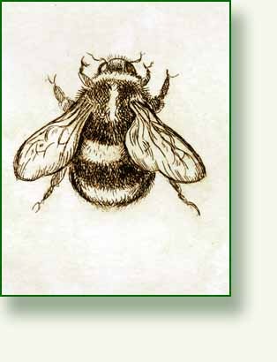 [bee detail[5].jpg]