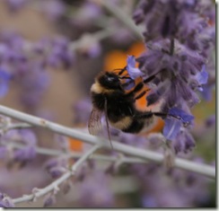 bumble and pereskia