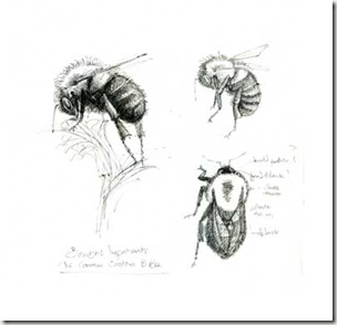 Bee Sketch