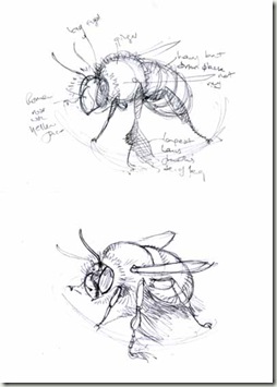 anthophora sketches2