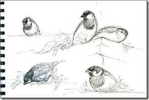 sparrow sketches sm jpg