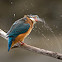 Kingfisher