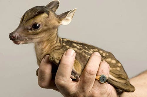 [tiny-baby-deer[4].jpg]