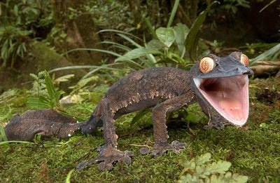 [gecko[3].jpg]