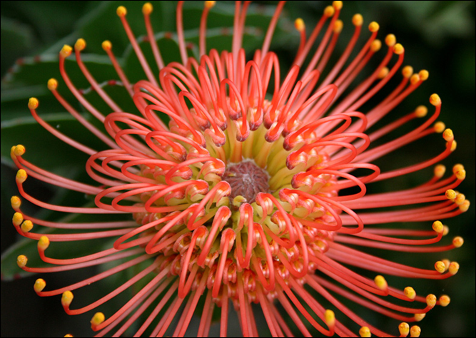 leucospermum_cordifolium ubc botanical garden