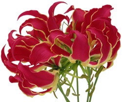[gloriosa_lily12.jpg]