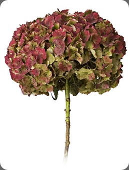 Hydrangea_antique Hydrangea_antique