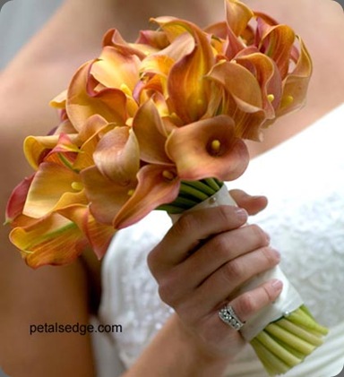 norcross petal's edge
