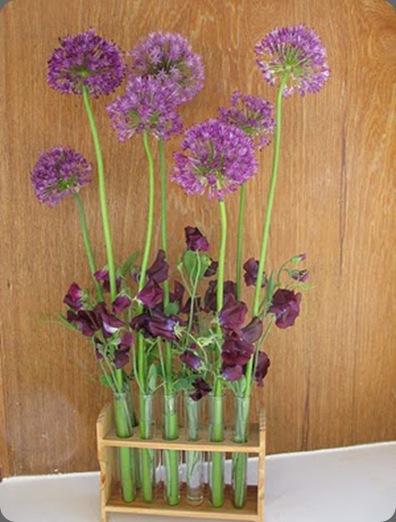 IMG_8993 little pheasant