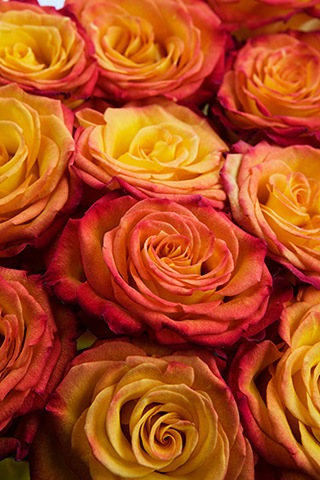 [4C0B00985_20090603_lgcalyxflowers5.jpg]