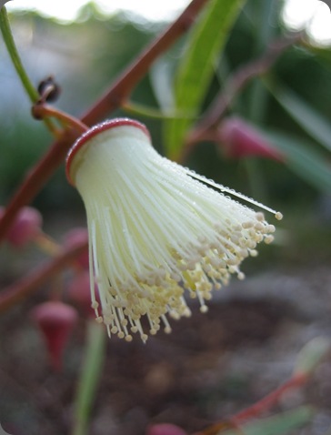 IMG_0255sepal and twig eucalyptus synandra tree IMG_0255sepal and twig eucalyptus synandra tree