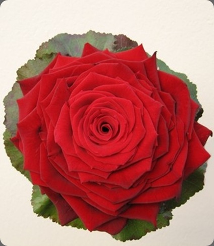 carmen-rose-bouquet-grand-prix-galax-jubl-e Grand Prix  mywedding flowerideas.com uk