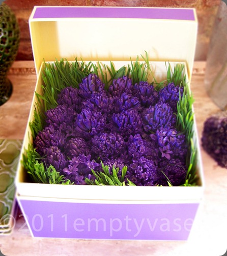 hyacinth empty vase