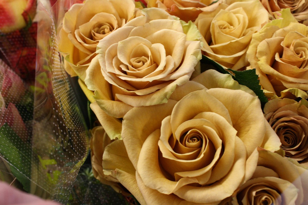 [combo-rose--Harvest-via-Flirty-Fleur.jpg]