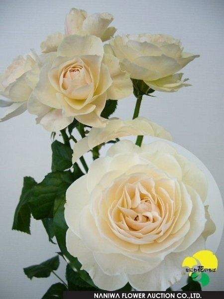 [vintage-silk-spray-rose-japan-bloom5.jpg]