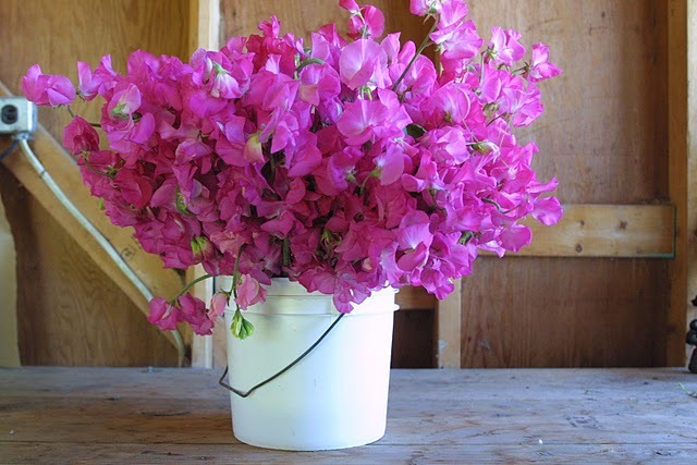 [floret flowers sweet peas[4].jpg]
