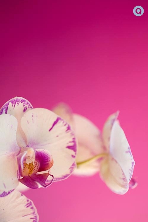[QWeddings_orchids_fuschia_pink-tm-Q-[1].jpg]
