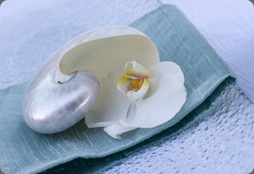 nautilus-shell-phalaeonopsis-orchid designs by hemingway nautilus-shell-phalaeonopsis-orchid designs by hemingway