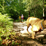 dog 1