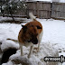 Mocksee perched on the doghouse looking for attention. . .