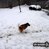 . . .Mocksee looking for somebody to play with. . .