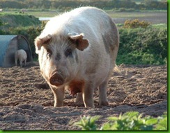 pigs pigs