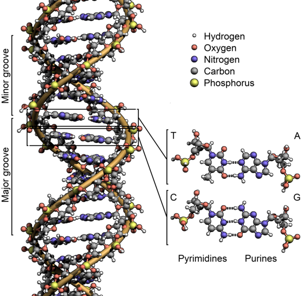 [615px-DNA_Structure+Key+Labelled[3].png]