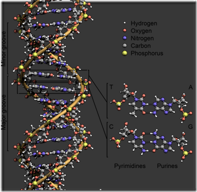 615px-DNA_Structure Key Labelled