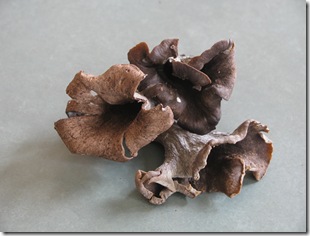 mushrooms_0015