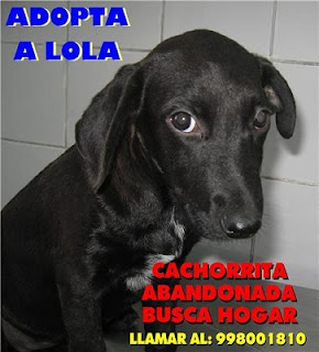 m_cachorrita lola.jpg