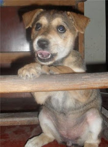 m_cachorrita paty.jpg