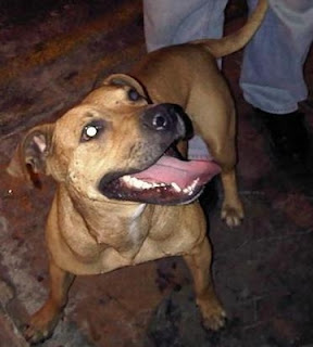 m_pitbull sarita.jpg