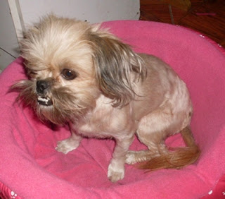 m_shitzu encontrada.jpg