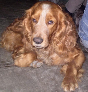 m_cokerMarronEncontradoSantaanita.jpg