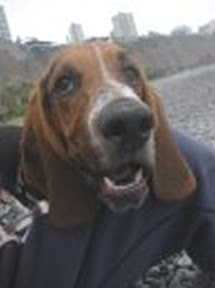 m_baset adopcion2.jpg