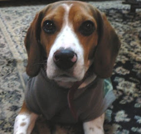 m_beagle perdido surco.jpg