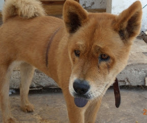 m_cachorra chowchow.jpg