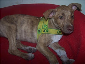 m_cachorrita ojos verdes.jpg