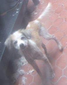 m_cachorrito adopciones2009.jpg