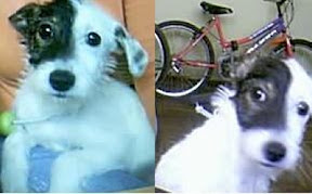 m_cachorro flormarina.jpg