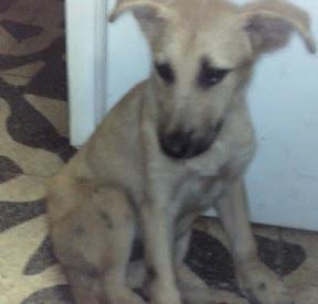 m_perrita joli.jpg