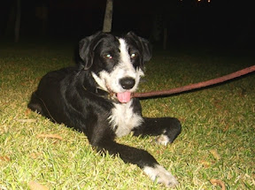 m_perrito en AVmariano cornejo.jpg