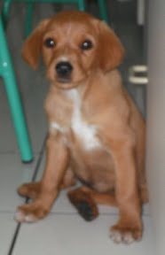 m_PERRITA MURIELCITA.jpg
