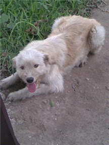 m_perrito3mariaalvarez.jpg